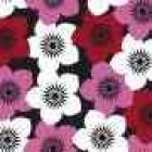 bloemen rood.tif