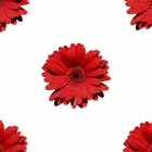description-from-flower-red-desktop-wallpaper-wallpaper-flower-red.tif