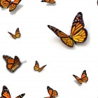 butterfly_design.tif