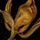 golden_flower-V2.tif